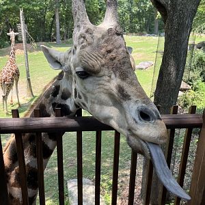 Jack at the Giraffe Deck