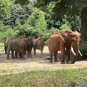C’Sar and the Female Elephants