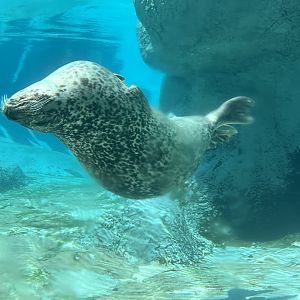 Ronan the Harbor Seal