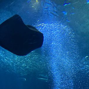 Ray in Open Sea exhibit