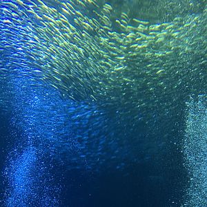 School of fish in Open Sea exhibit