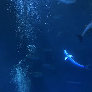 Fish in Open Sea exhibit