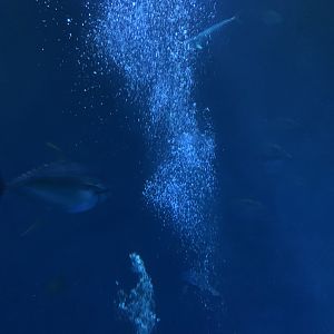 Fish in Open Sea exhibit