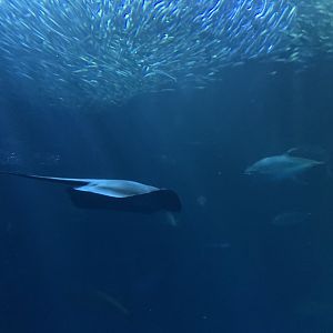 Ray in Open Sea exhibit