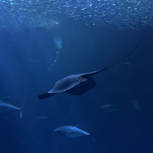 Ray in Open Sea exhibit