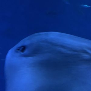 Ray in Open Sea exhibit