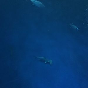Hammerhead Shark in Open Sea exhibit