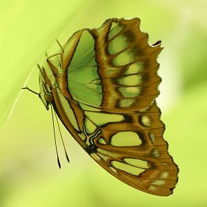 Malachite : Whipsnade Zoo : 14 Jul 2024