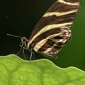 Zebra longwing : Whipsnade Zoo : 14 Jul 2024