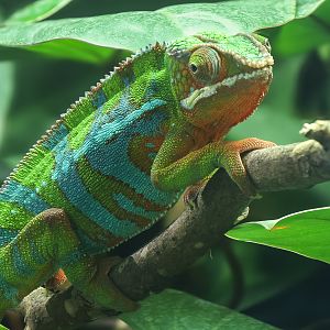 Panther chameleon : Whipsnade Zoo : 14 Jul 2024