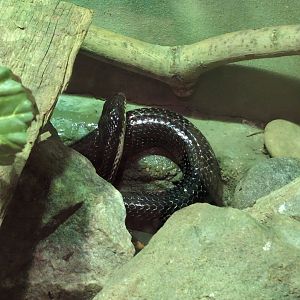 2024-07-09-13-vilas-nonspecific-colubrid-01