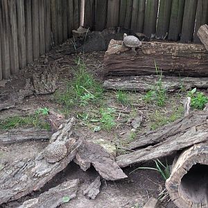 2024-07-09-vilas-ornate-box-turtle-habitat-01