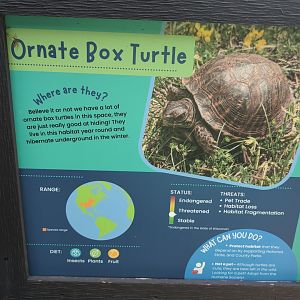 2024-07-09-vilas-ornate-box-turtle-sign-01