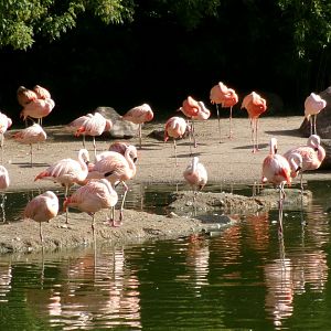 American Flamingos
