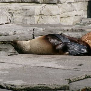 South American fur seal