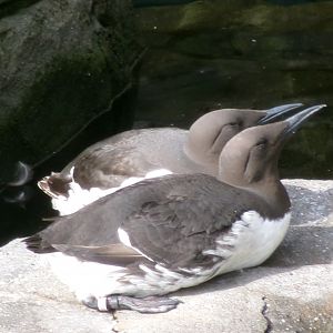 Common murres