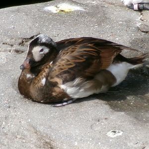 Long-tailed duck