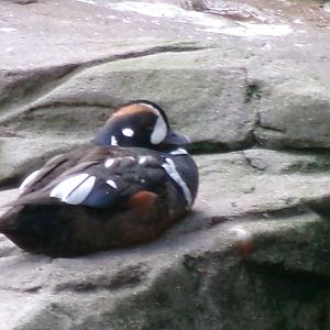 Atlantic harlequin duck