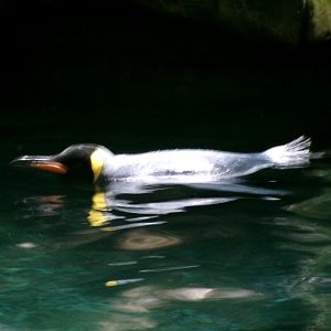 King penguin