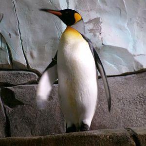 King penguin