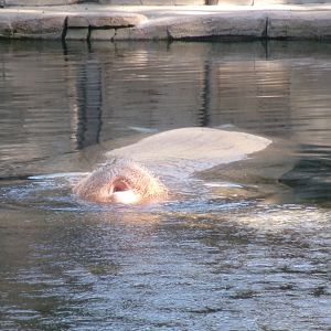 Pacific walrus