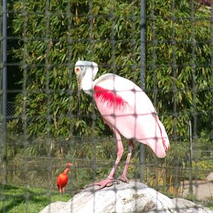 Roseate spoonbill