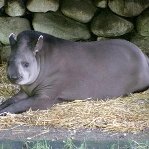 Brazilian tapir