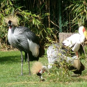 Grey crowned cranes and yellow-billed stork