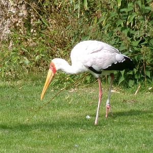 Yellow-billed stork