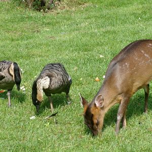 Reeves' muntjac and Hawaiian geese