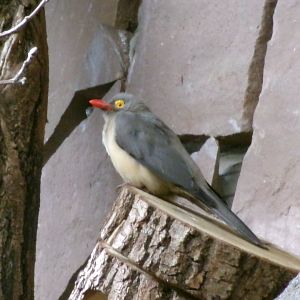 Red-billed oxpecker