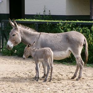 Thuringian forest donkeys