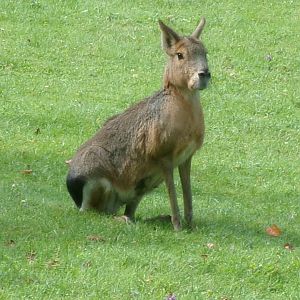 Patagonian mara