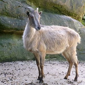 Himalayan tahr