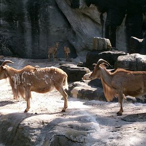Barbary sheep