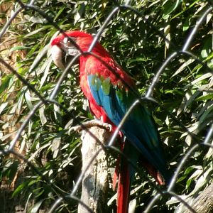 Green-winged macaw