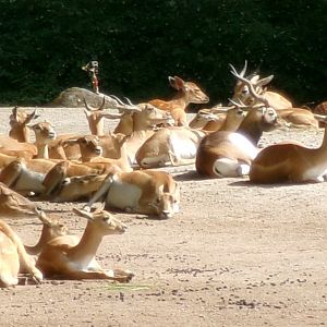Blackbuck and Vietnamese sika deer