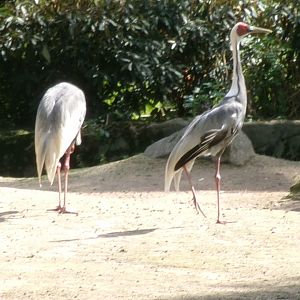 White-naped crane