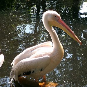 Great white pelican