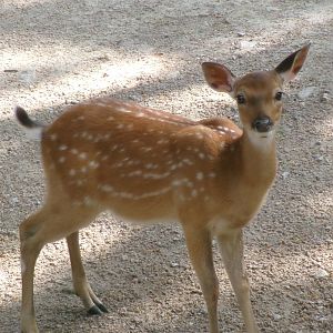Vietnamese sika deer