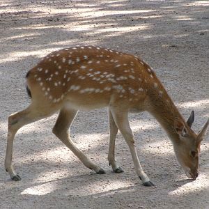 Vietnamese sika deer