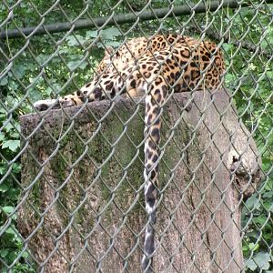 North chinese leopard