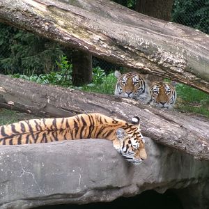 Siberian tigers