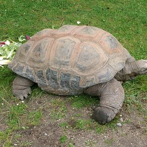 Aldabra giant tortoise