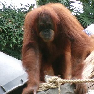 Sumatran orangutan