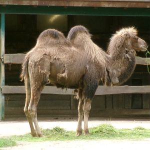Bactrian camel