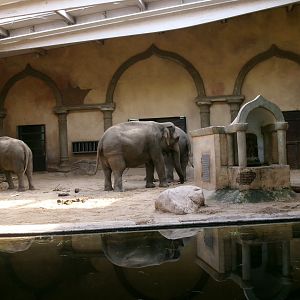 Elephant house