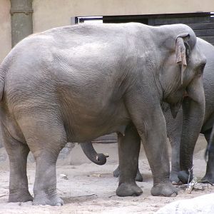 Indian elephants