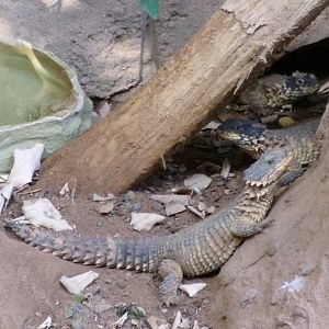 Giant girdled lizards