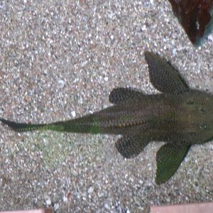 Spotted sailfin pleco